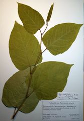 Reynoutria × bohemica