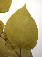 Reynoutria × bohemica