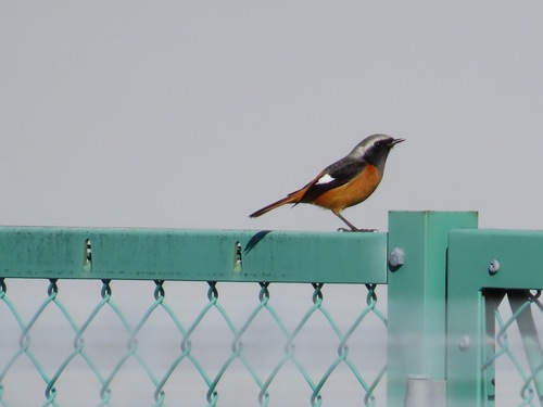 Daurian Redstart (Phoenicurus auroreus), photo 6