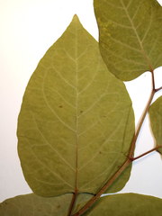 Reynoutria × bohemica