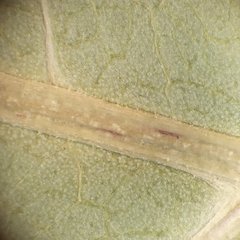 Reynoutria × bohemica