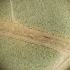 Reynoutria × bohemica