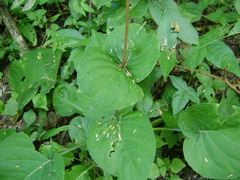 Pseuderanthemum alatum