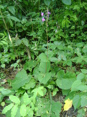 Pseuderanthemum alatum