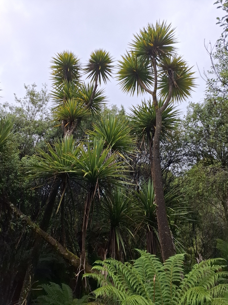 cây ánh dương – Cordyline australis