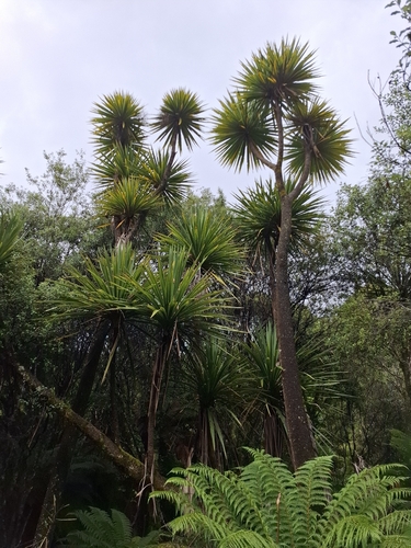 Cabbage tree
