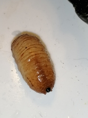 Merodon equestris