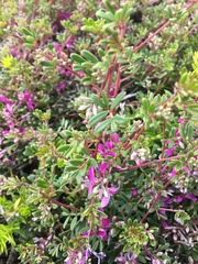 Indigofera bisacculata