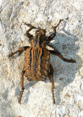 Brachycerus undatus