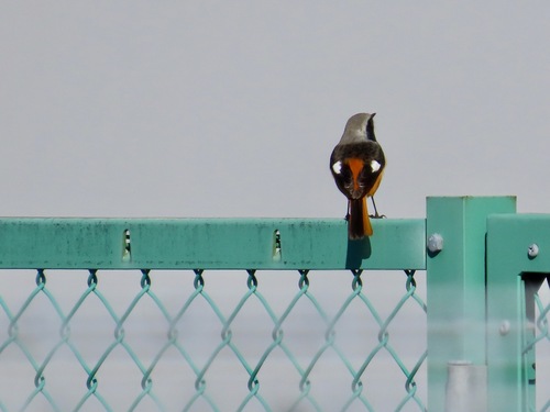 Daurian Redstart (Phoenicurus auroreus), photo 7