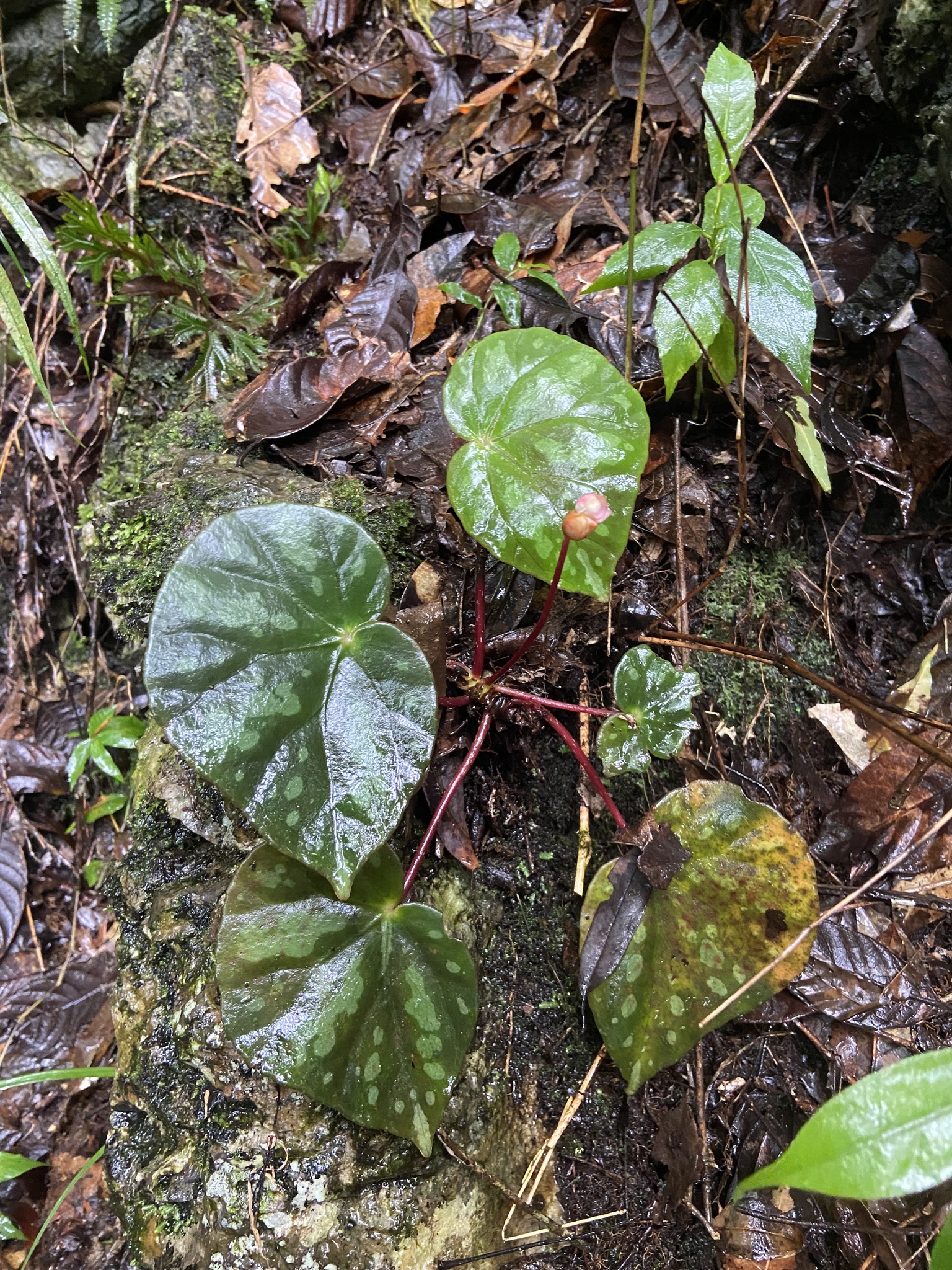 Begonia pseudodryadis — ảnh 2