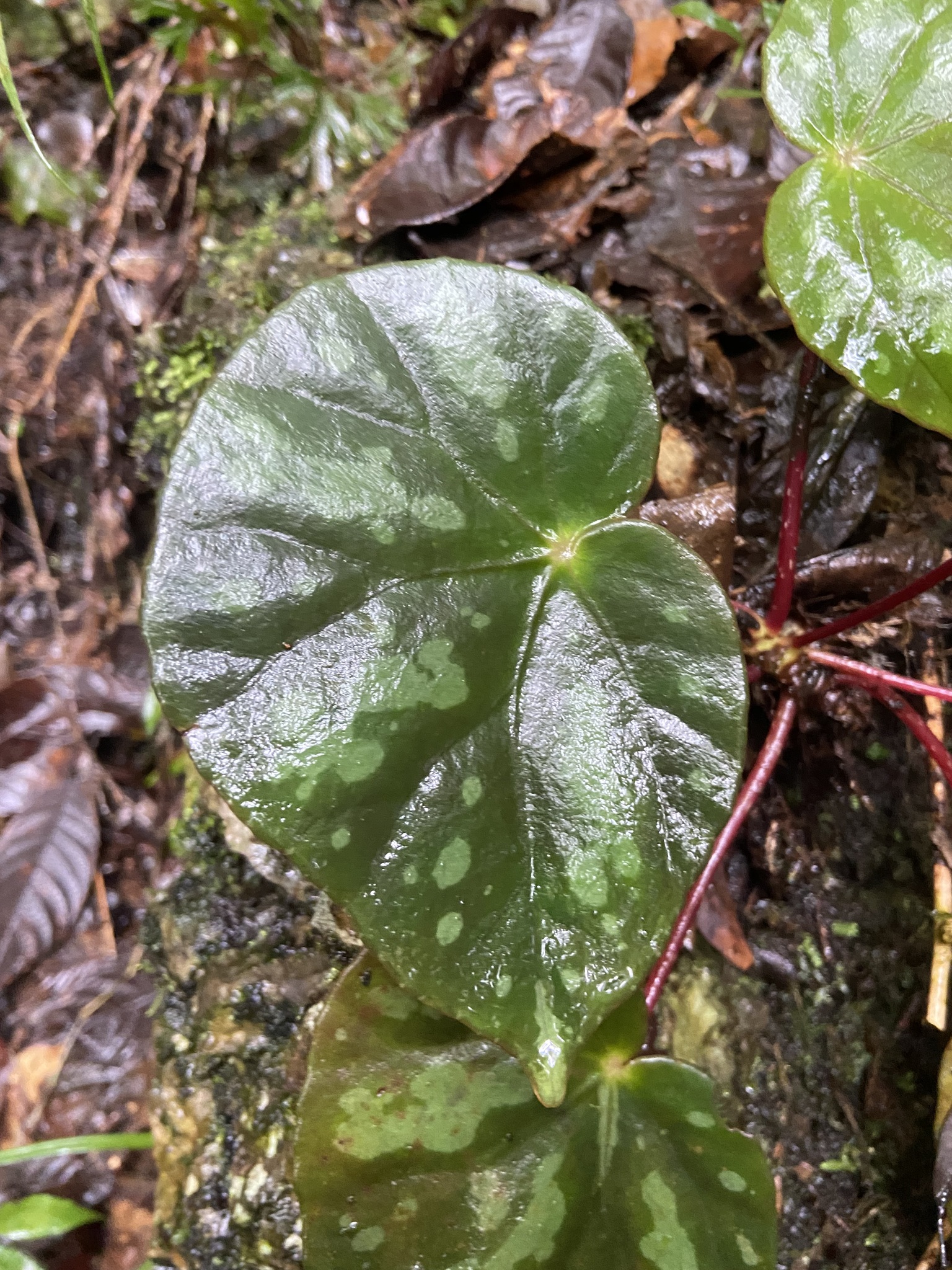 Begonia pseudodryadis (Begonia pseudodryadis)