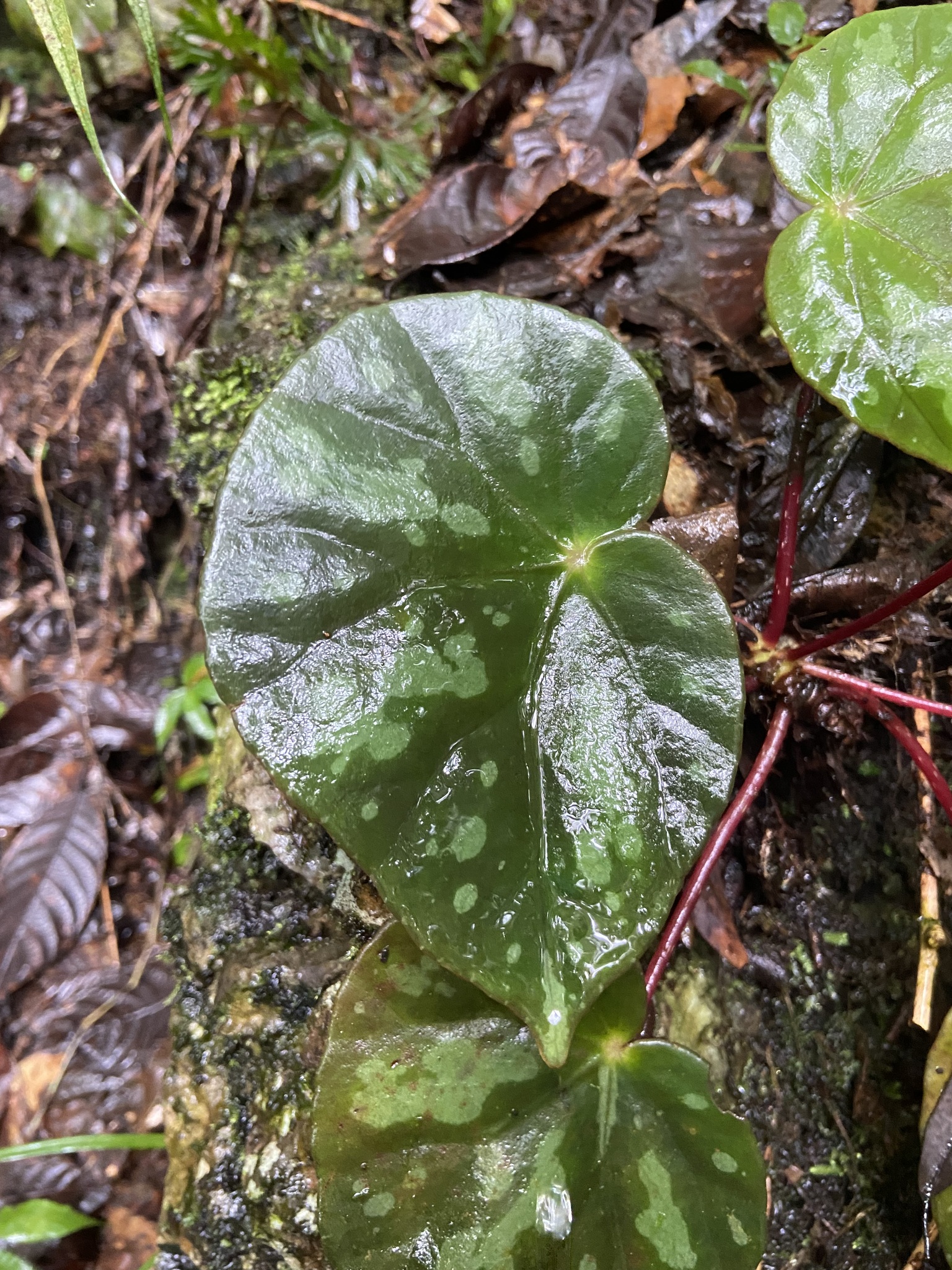 Begonia pseudodryadis — ảnh 3