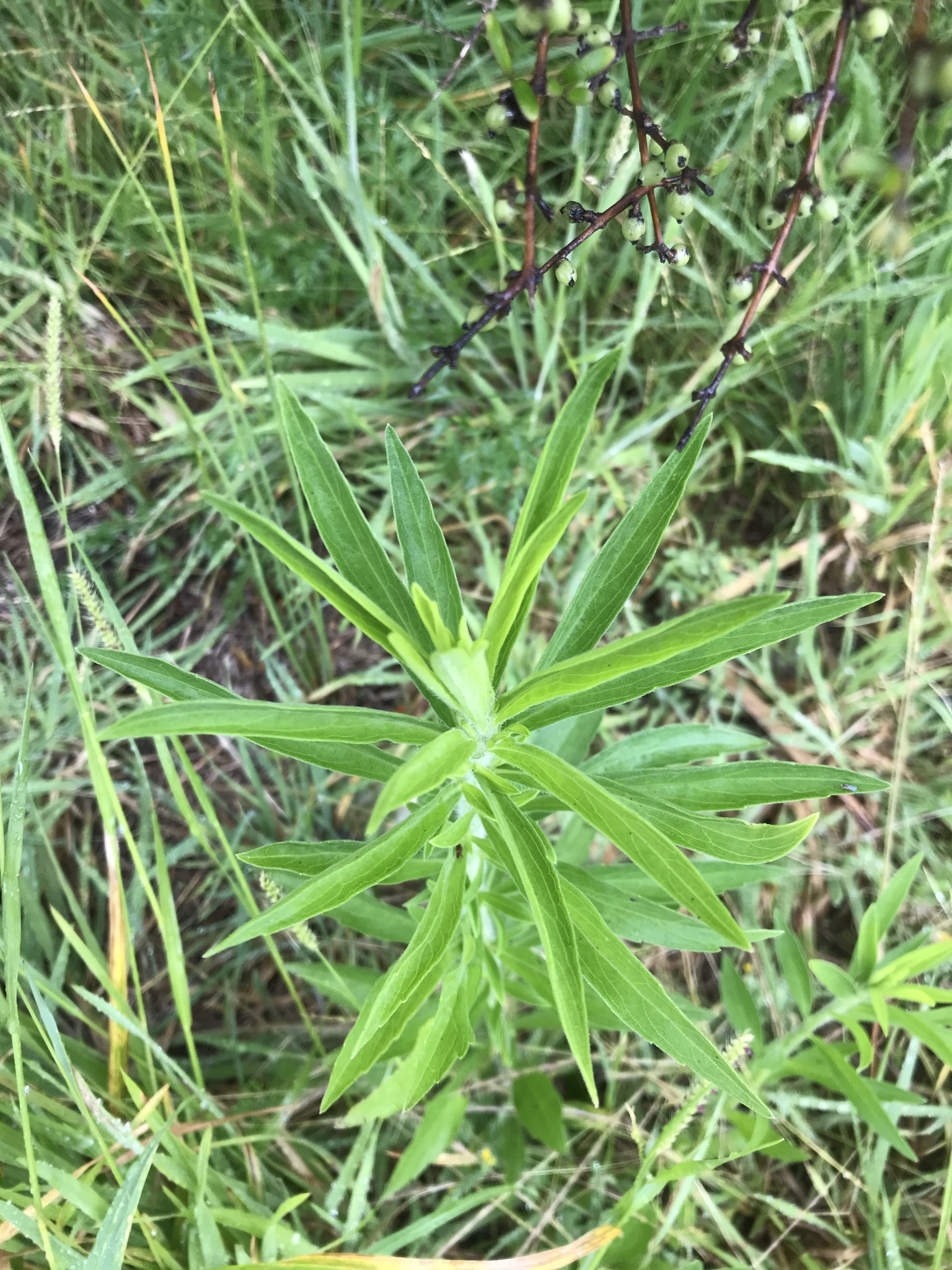 Guernsey fleabane