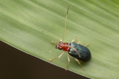 Trichobalya bowringii