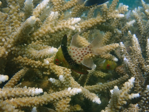 Sphaeramia nematoptera