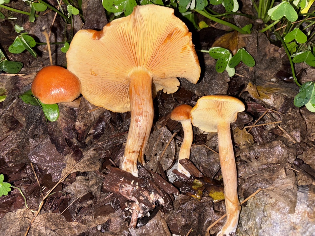 Gymnopilus aurantiophyllus · December 2025 · photo: © reago (iNaturalist, cc-by)