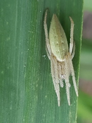 Eustala fuscovittata