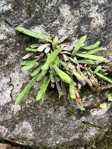 Strap fern (Notogrammitis patagonica)