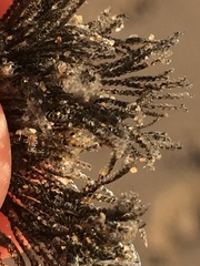Virididentula dentata