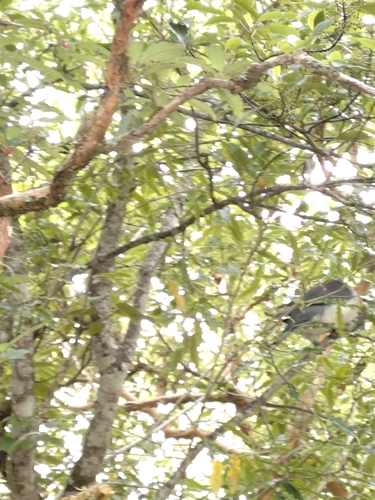 New Zealand Pigeon (Hemiphaga novaeseelandiae), photo 5
