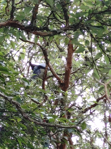 New Zealand Pigeon (Hemiphaga novaeseelandiae), photo 6