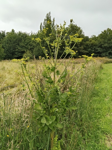 Wild parsnip