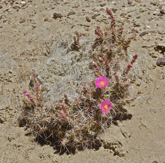 Micropuntia pulchella