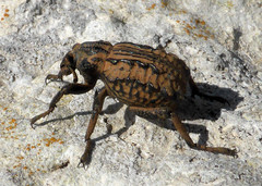 Brachycerus undatus