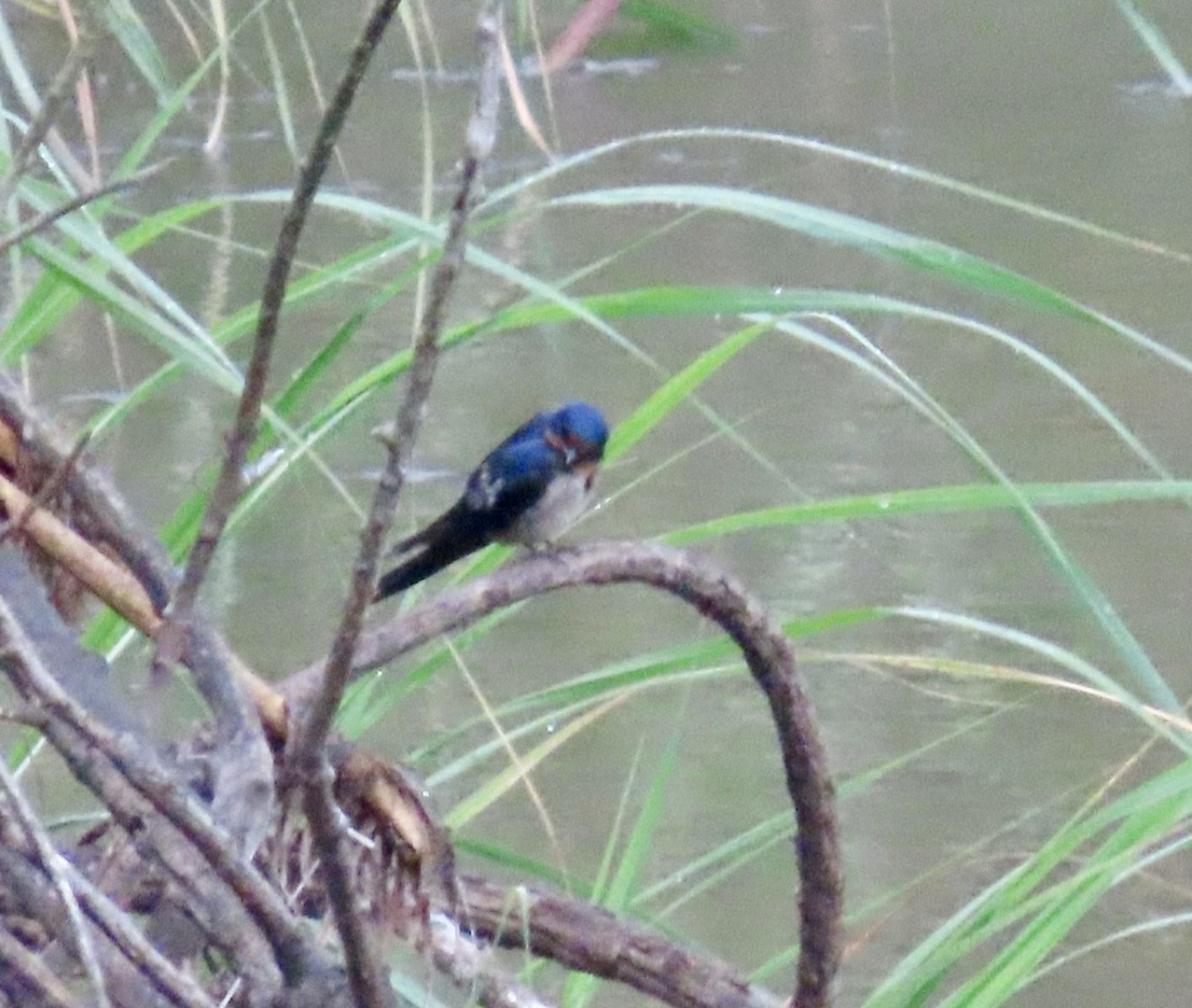 Angola Swallow (Hirundo angolensis), photo 3