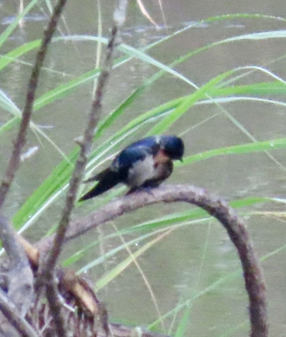 Angola Swallow (Hirundo angolensis), photo 9