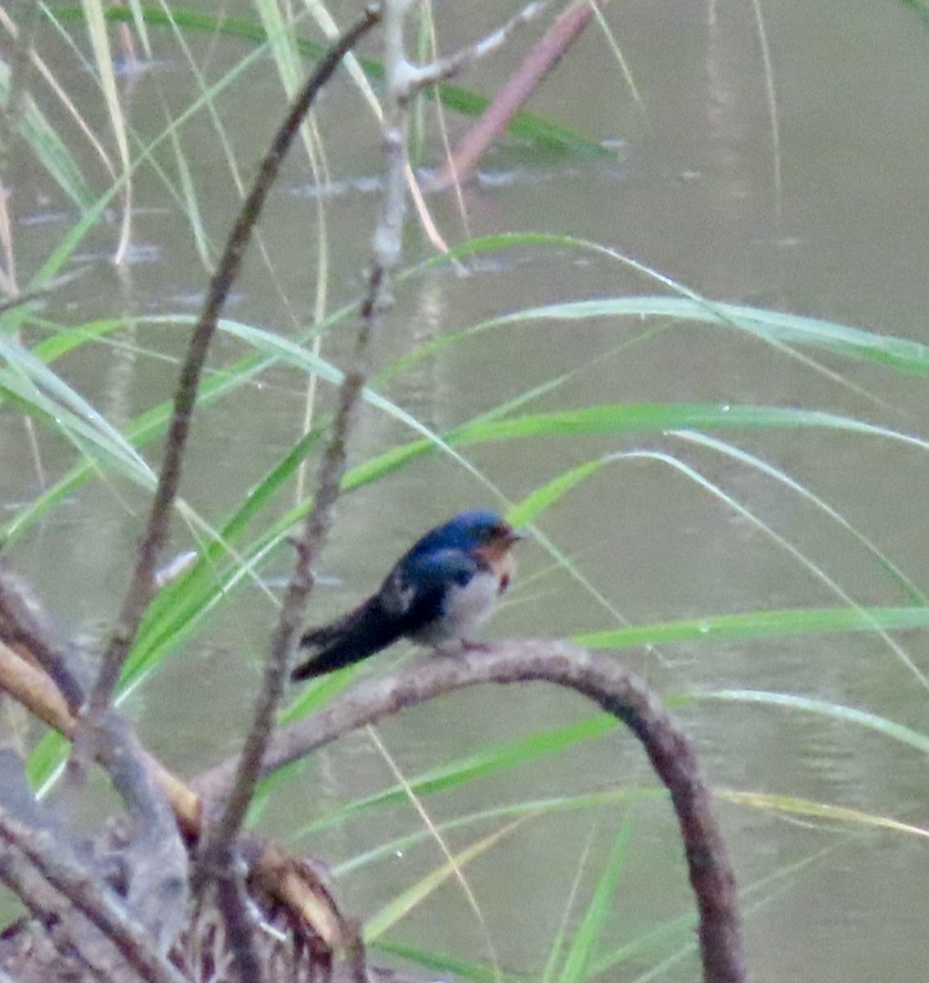 Angola Swallow (Hirundo angolensis), photo 4