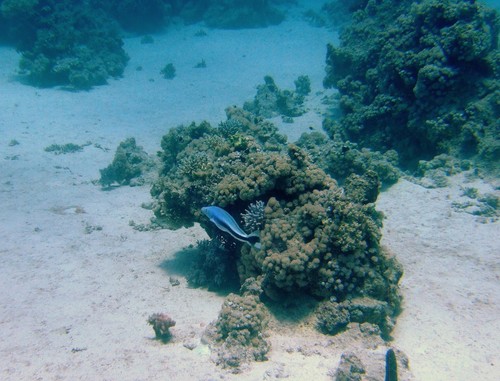Blue Blanquillo — seen at this dive site