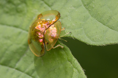 Aspidimorpha sanctaecrucis