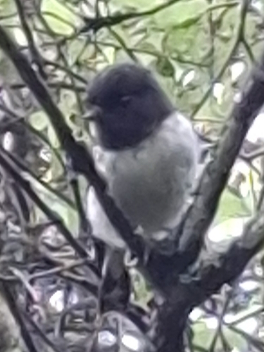 Tomtit (Petroica macrocephala), photo 2