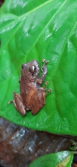 Pristimantis miyatai