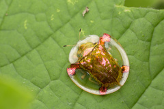 Aspidimorpha sanctaecrucis