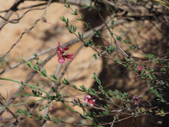 Indigofera filicaulis