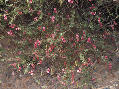 Indigofera filicaulis