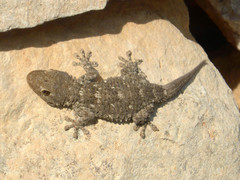 Moorish Gecko photo 4