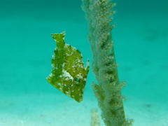 Acreichthys tomentosus