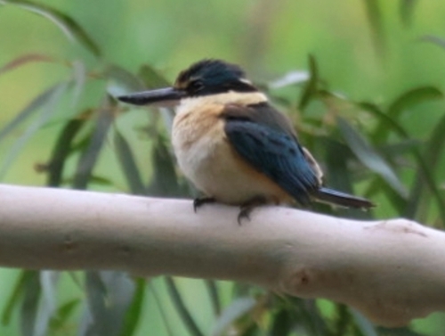 Sacred Kingfisher (Todiramphus sanctus), photo 9