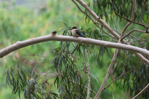 Sacred Kingfisher (Todiramphus sanctus), photo 10