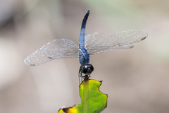 Brachydiplax farinosa