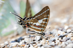 Graphium aristeus