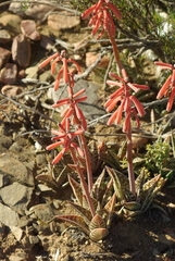 Gonialoe variegata