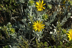 Berkheya cuneata