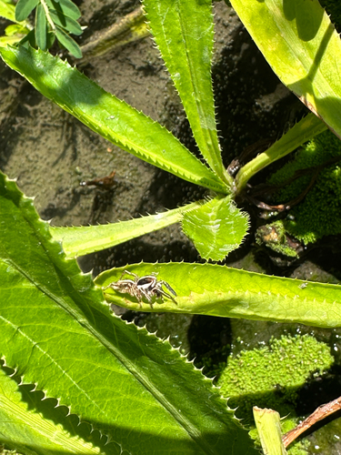 Pantropical Jumping Spider