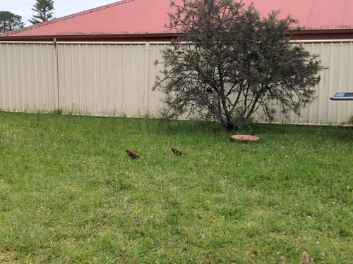 Crimson Rosella (Platycercus elegans), photo 3
