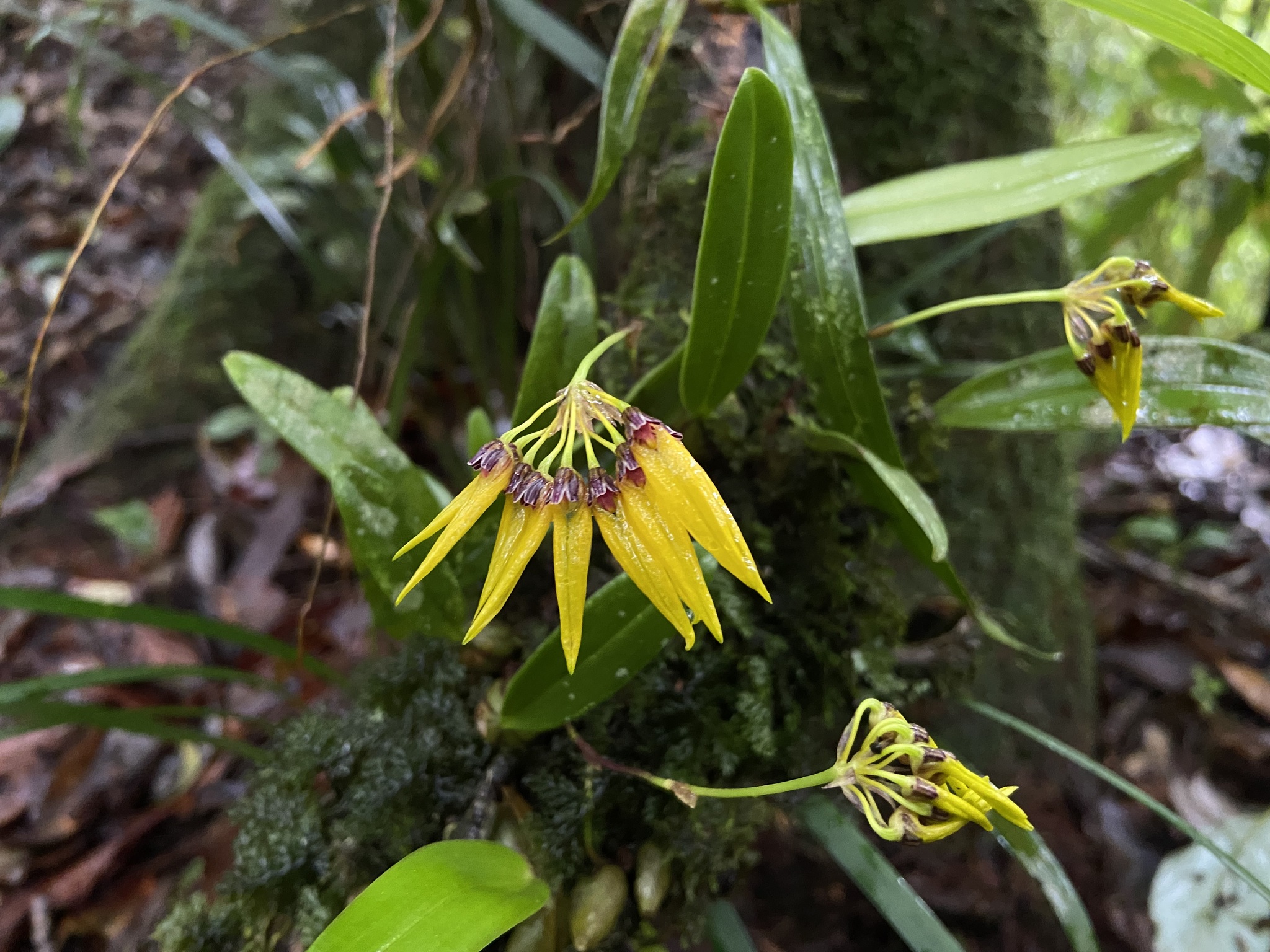 Bulbophyllum retusiusculum (Bulbophyllum retusiusculum)